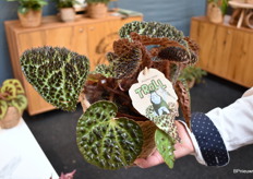 De persoonlijke favoriet van Richard: de Begonia Ferox Troll. 